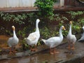 Pics of ducks in the garden