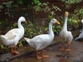 Pics of ducks in the garden