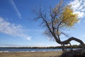 Solitude tree with autumn leaf colour on a sandy beach