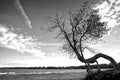 Solitude tree on a sandy beach - Black and white photo