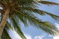 Pictoral Palm Tree