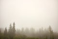 Pictoresque foggy tree tops in autumn pine forest Royalty Free Stock Photo