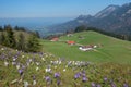 Pictorial alpine landscape with cabins and crocus meadow