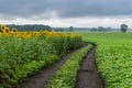 Pictorial landscape with an earth road Royalty Free Stock Photo