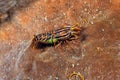 A pictuer of a Stimpson`s snapping shrimp