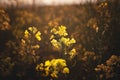 Selective focus on a yellow flower, a rapeseed flower blossoming in spring in the middle of a field, at dusk. Also called brassica Royalty Free Stock Photo