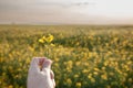 Selective focus on the hand of an agriculturer holding a yellow flower, a rapeseed flower blossoming in spring. Also called Royalty Free Stock Photo