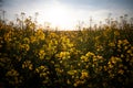Selective focus on the yellow flowers of a rapeseed flower blossoming in spring in the middle of a field, at dusk. Also called Royalty Free Stock Photo