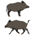 Standing and running wild boars