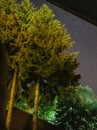 Abies alba trees and stars on the night sky