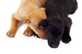 Picture from above of two stray puppy dogs Royalty Free Stock Photo