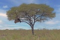 Picture of an acacia tree with a big weaver birds nest on a green meadow against a blue sky in Etosha national park in Namibia Royalty Free Stock Photo