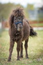 Picture of Adorable brown Shetland pony foal. Cute young animal Royalty Free Stock Photo