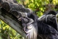 Adult Angolan colobus monkey