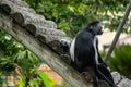 Angolan colobus monkey