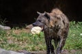 Adult hyena