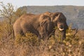 An african elephant at sunrise during a safari in the Hluhluwe - imfolozi National Park in South africa Royalty Free Stock Photo