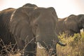 An african elephant at sunrise during a safari in the Hluhluwe - imfolozi National Park in South africa Royalty Free Stock Photo