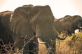 An african elephant at sunrise during a safari in the Hluhluwe - imfolozi National Park in South africa Royalty Free Stock Photo