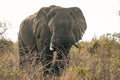 An african elephant at sunrise during a safari in the Hluhluwe - imfolozi National Park in South africa Royalty Free Stock Photo