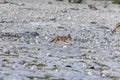 Picture of an African fox taken in Etosha National Park in Namibia Royalty Free Stock Photo