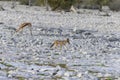 Picture of an African fox taken in Etosha National Park in Namibia Royalty Free Stock Photo