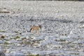 Picture of an African fox taken in Etosha National Park in Namibia Royalty Free Stock Photo
