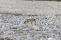 Picture of an African fox taken in Etosha National Park in Namibia Royalty Free Stock Photo