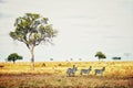 African landscape with acacia tree and zebras.