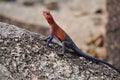 A picture of an Agama. Royalty Free Stock Photo