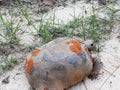 Gopher turtle Royalty Free Stock Photo