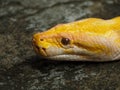 Picture of a albino Python snake head on a park Royalty Free Stock Photo