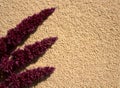A picture with amaranth and seeds Royalty Free Stock Photo