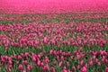 Amazing tulip fields in Netherland