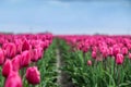 Amazing tulip fields in Netherland