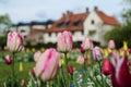 Amazing tulip garden in Netherlands