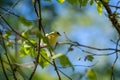 A picture of a American Goldfinch perching on the branch.