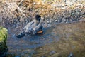 A picture of a American robin bathing in the creek.