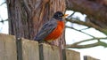 American Robin sitting on a backyard fence red and grey Clear bird photo