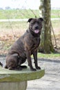 Picture of a amstaff- / rottweiler mix