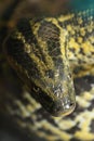 Anaconda Royalty Free Stock Photo