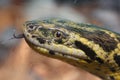 Anaconda Royalty Free Stock Photo