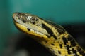 Anaconda Royalty Free Stock Photo