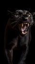 Picture of an angry black panther roaring and charging. Black background. Royalty Free Stock Photo