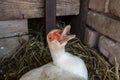 Close up on the head of an angry duck, a domesticated muscovy duck, also called Cairina Moschata, showing its teeth and tongue Royalty Free Stock Photo