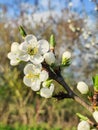 Apple bossom in the spring garden Royalty Free Stock Photo