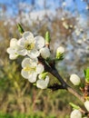 Apple bossom in the spring garden