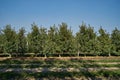 Picture of an apple orchard Royalty Free Stock Photo