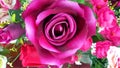 Magenta Rose flower