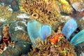 A picture of an ascidian